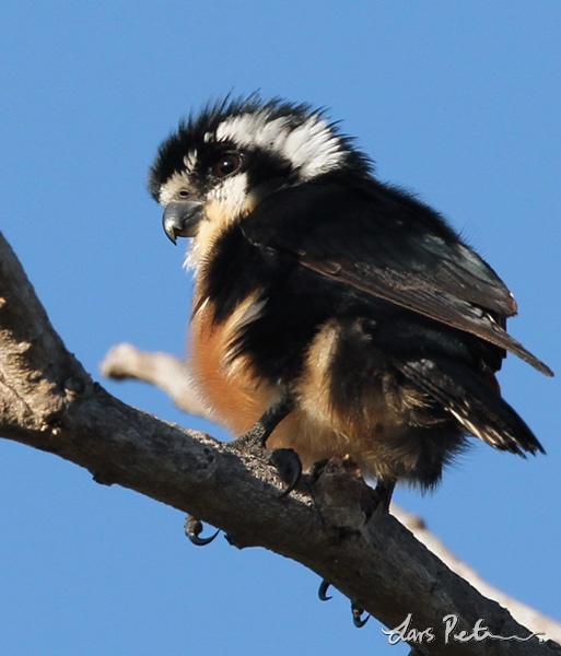 Black-thighed Falconet